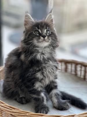 Photo du chaton